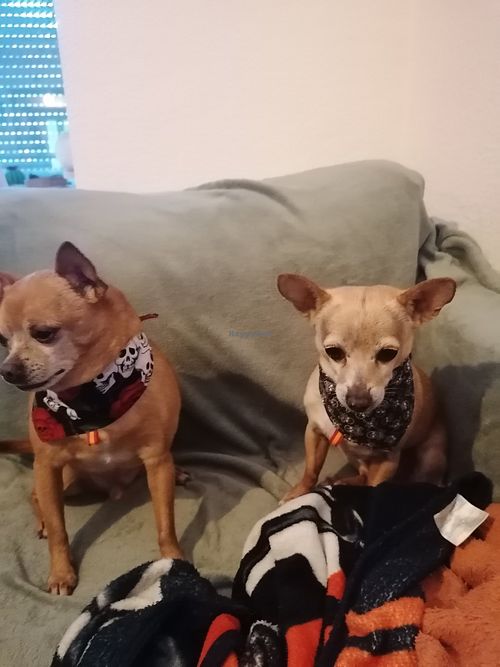  at hundsfutter in Madrid