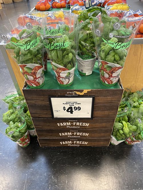 Living Garden Sweet Basil for $4.99 USD 😍  at Sprouts Farmers Market in Modesto