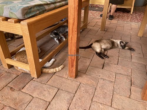 Cats  at La Selva de los Gatos in Oaxaca