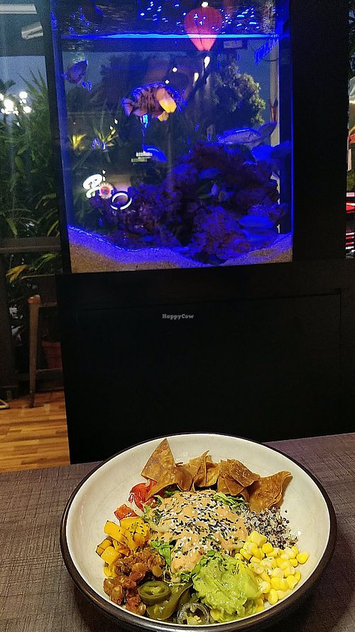 Mexican Salad, in front of fish tank at The Rebel Company - Maybe closed in Northeast Singapore