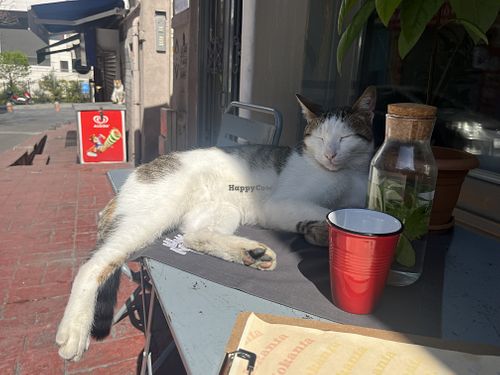 Breakfast companion   at Vegan Dükkan Lokanta - The Eatery in Istanbul