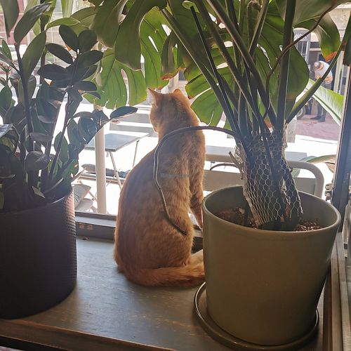 Guard at Vegan Dükkan Lokanta - The Eatery in Istanbul