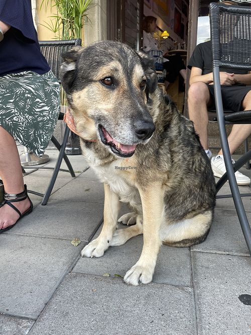   at Chewie's Bar in Stockholm