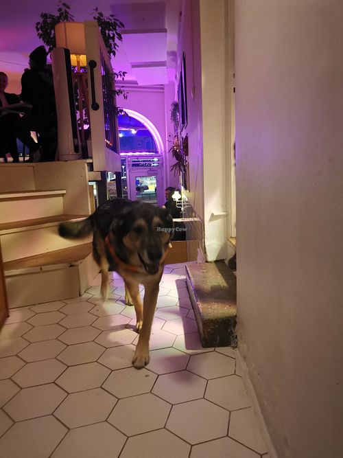 Yo! It's Chewie! at Chewie's Bar in Stockholm