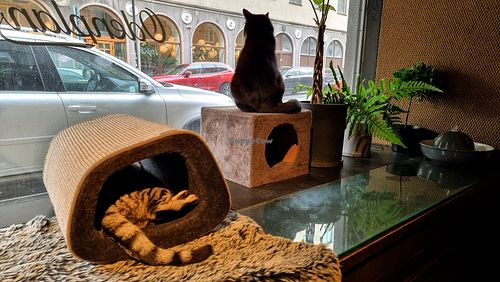  at Java Whiskers Cat Café in Stockholm