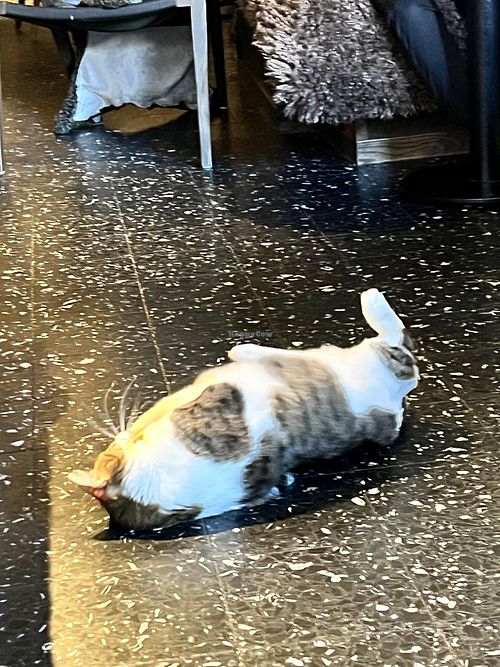   at Java Whiskers Cat Café in Stockholm