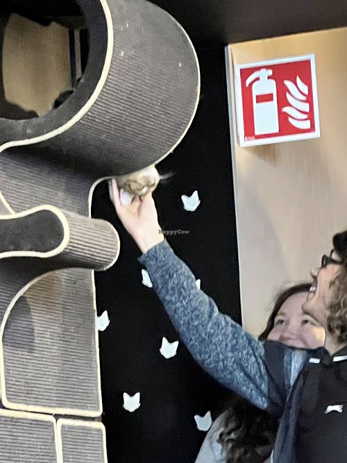   at Java Whiskers Cat Café in Stockholm