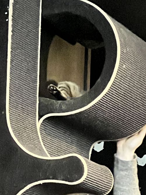   at Java Whiskers Cat Café in Stockholm