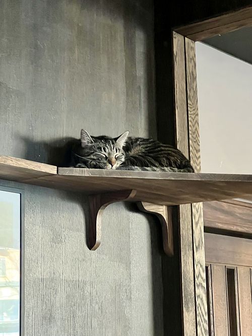   at Java Whiskers Cat Café in Stockholm