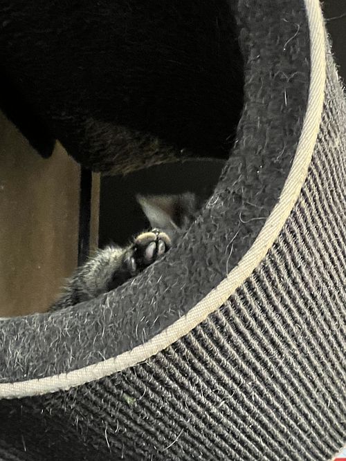   at Java Whiskers Cat Café in Stockholm