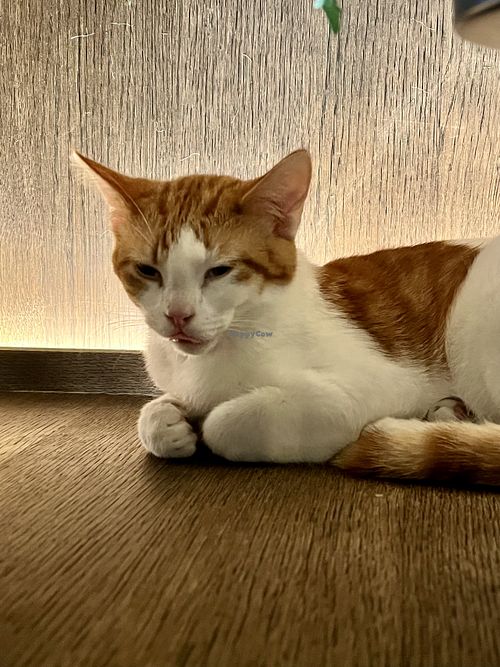   at Java Whiskers Cat Café in Stockholm