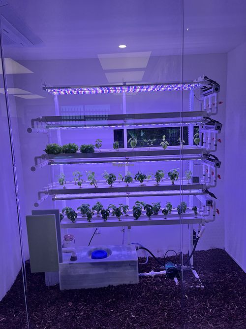 Plants  at Lazy Farmers in Seoul