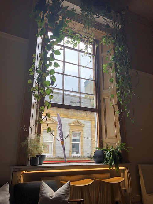 Lovely house plants  at Solskinn in Falmouth