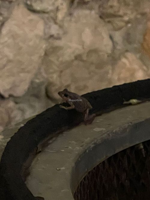  at Nena Nena in Valladolid