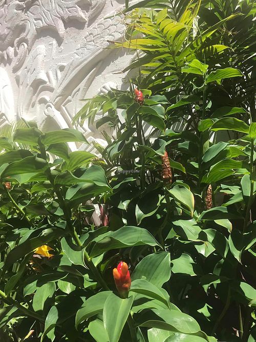  at Plant Based Paradise - Kaimuki in Honolulu