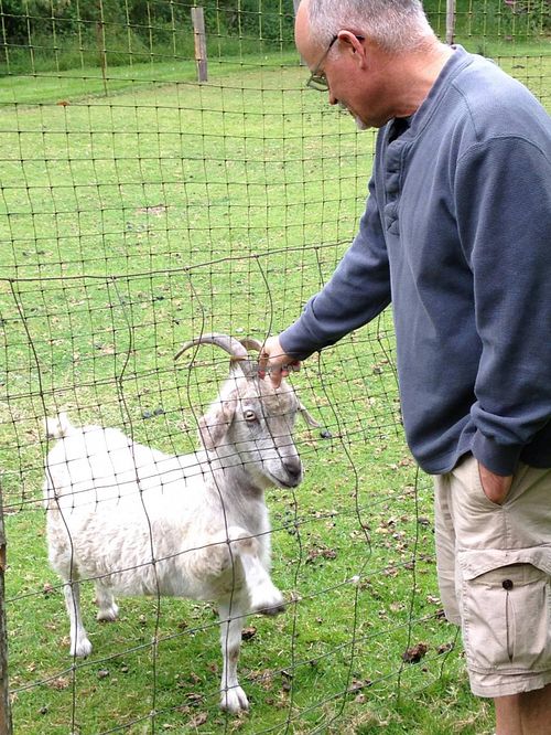 'Could you, would you, with a goat?'  'YES!  Pet me please!!!' at Someday Farm Vegan Bed and Breakfast in Freeland