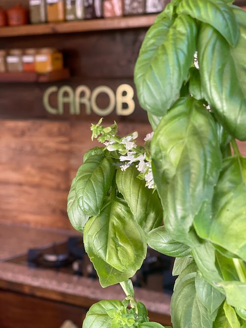 Image of Carob Restaurant