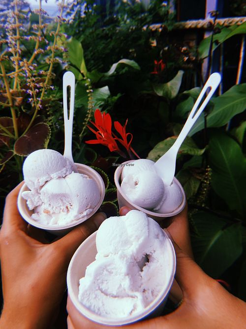 Coconut Glen's Haiku Hawaii Ice Cream HappyCow