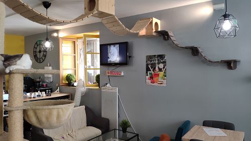 Cat trees and walkways at Le Chat'Ren'Thé - CatCoffee & Restaurant in La Rochelle