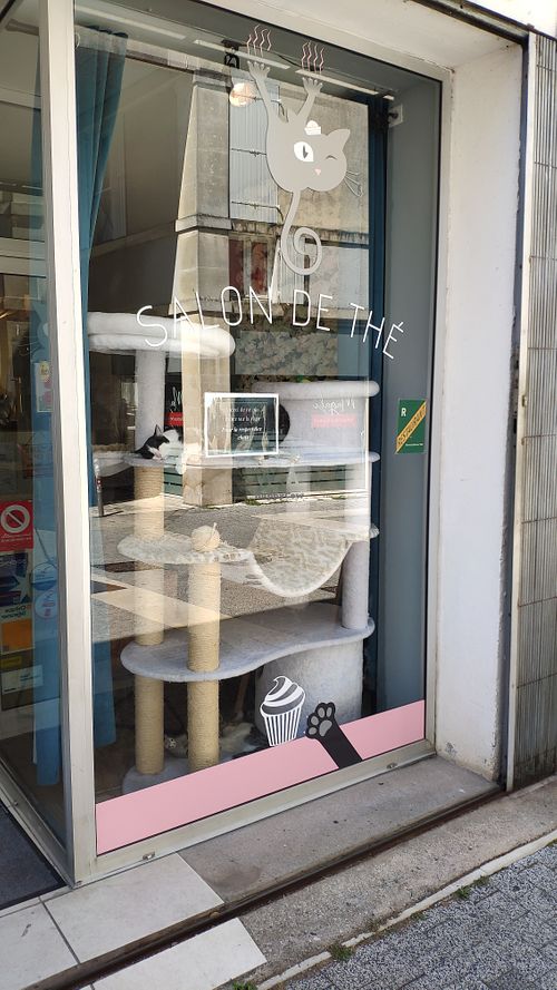Cats in the front window at Le Chat'Ren'Thé - CatCoffee & Restaurant in La Rochelle