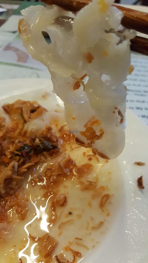 White rose closeup at Minh Hien in Hoi An