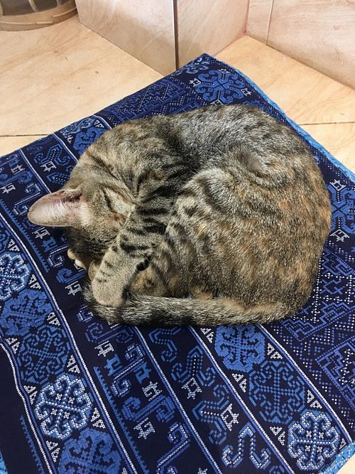 Cat companions  at The Happy Cat - Veggie Cafe-Restaurant in Luang Prabang