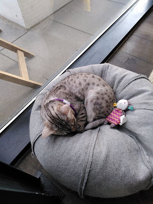  at Miau Grau in Warsaw