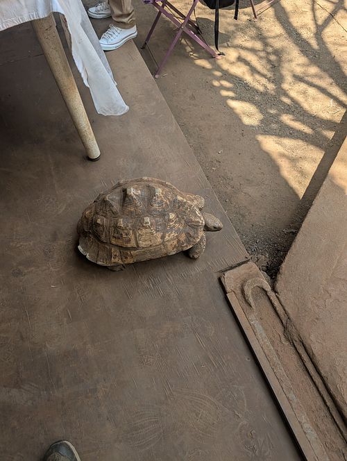 A resident turtle! at Dancing Cup in Kampala