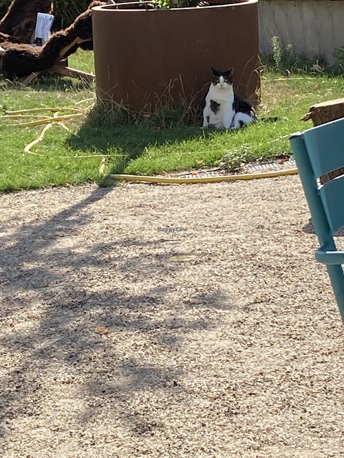 Er was ook een knuffelig katje aanwezig waarmee ik lekker heb geaaid tijdens het wachten  at Eetwinkel Van Mien in Doetinchem