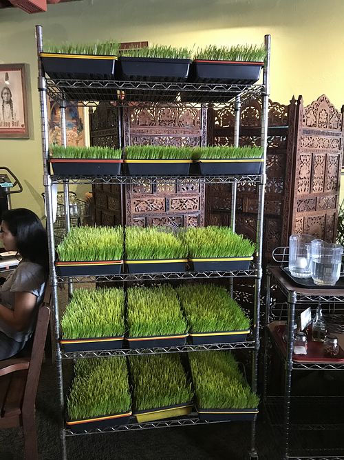 Fresh wheatgrass  at Organic Oasis in Anchorage
