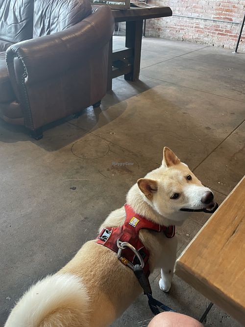 Dog friendly.   Fritz approved  at Elevation Coffee in Tampa