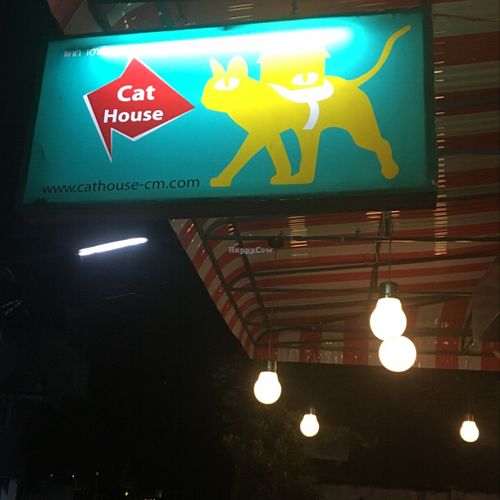 cat house at Cat House in Chiang Mai