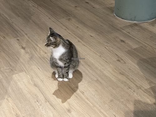   at Katzentempel - Hamburg in Hamburg