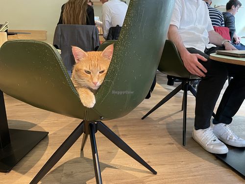   at Katzentempel - Hamburg in Hamburg