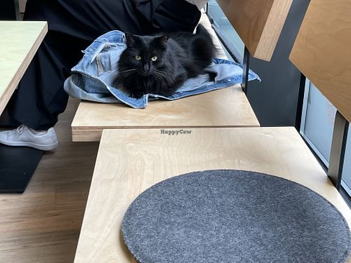   at Katzentempel - Hamburg in Hamburg