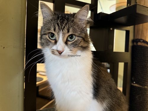 cat  at Katzentempel - Hamburg in Hamburg