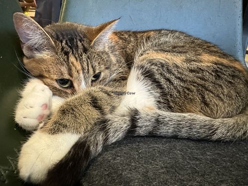 sleepy  at Katzentempel - Hamburg in Hamburg