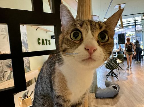 cat  at Katzentempel - Hamburg in Hamburg