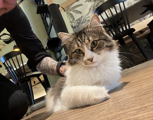 cat  at Katzentempel - Hamburg in Hamburg