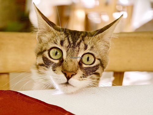 The cutest cats for company 😻 at Les Arcades in Tozeur