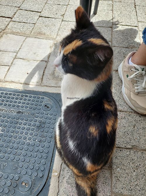 Lovely cat around at El Bodegón de la Aurora in Almeria
