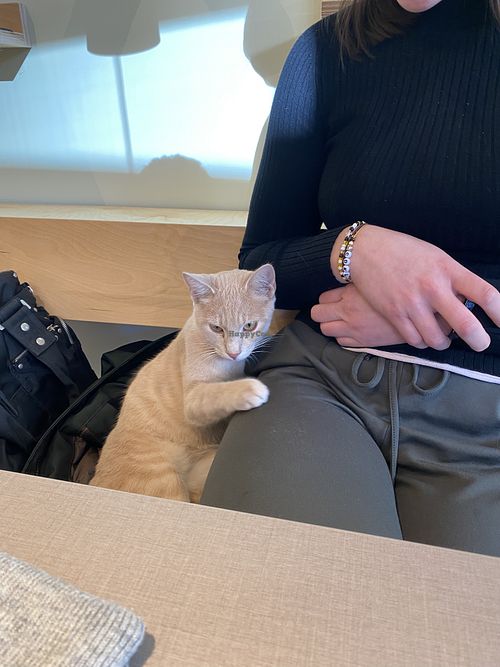 Image of Katzentempel - Bochum