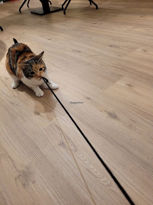  at Katzentempel - Bochum in Bochum