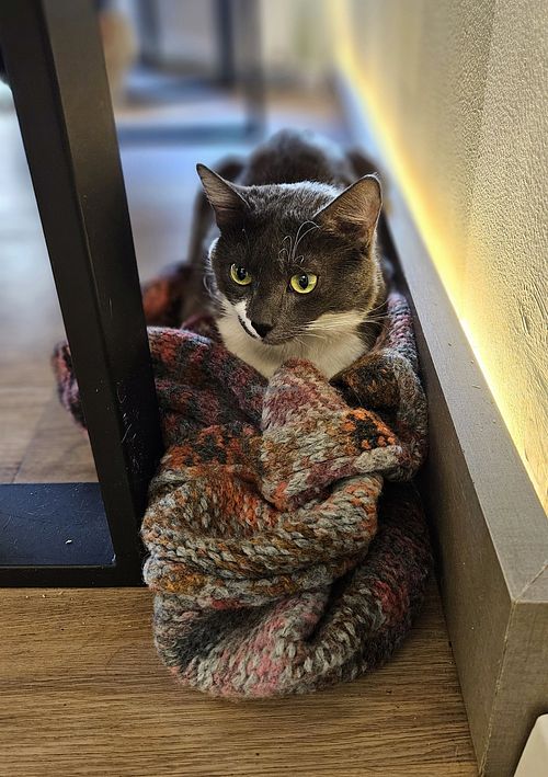  at Katzentempel - Bochum in Bochum