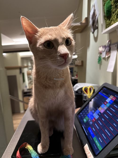 cat  at Katzentempel - Bochum in Bochum