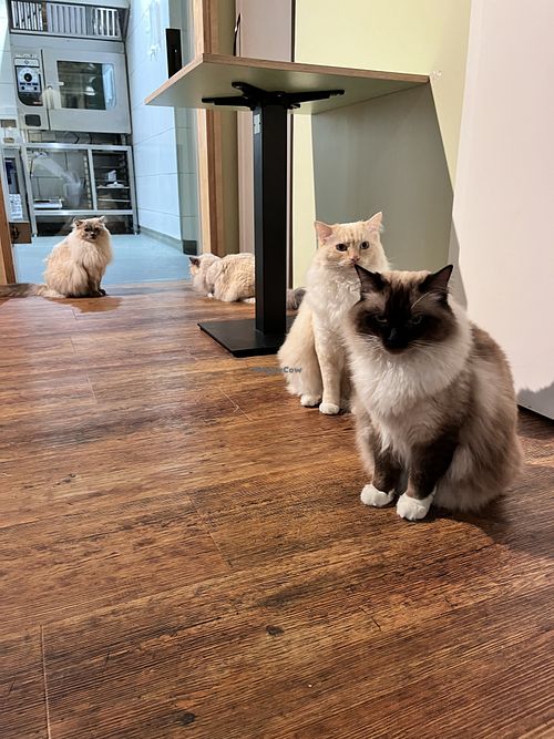 Cats  at Katzentempel - Hannover in Hannover