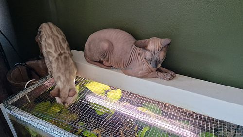  at Cat Cafe Tiramisu in Kuopio