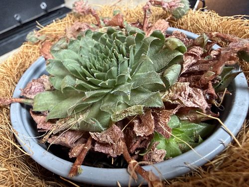 table deco  at VRÜH - All Day Breakfast in Dortmund