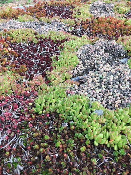 Gardens surrounding the Earthbound Farm Stand and Cafe at Earthbound Farm Stand and Cafe in Carmel