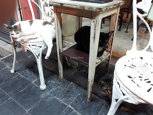 Cats! at Bonita Cafe and Social Club in Bangkok